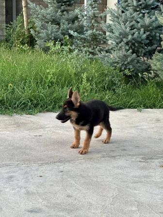 Собака
