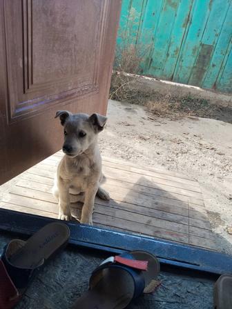 Щенок окол три месяца мальчик игривый, добрый, очень умный ишит дом