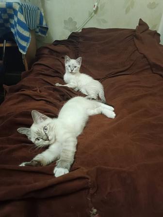 Отдам котят бесплатно