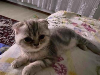 Шотландцы котята .