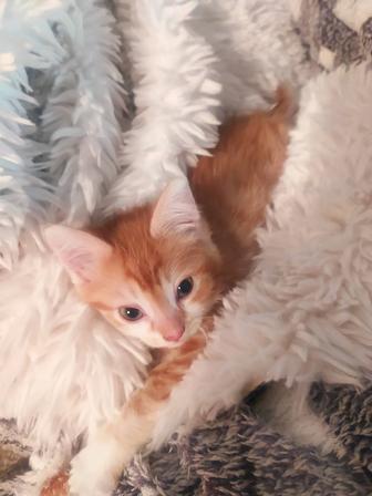 Отдам котят в хорошие руки