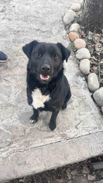 Отдам собаку в добрые руки