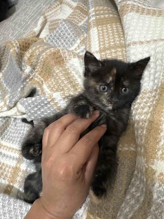 Кошки