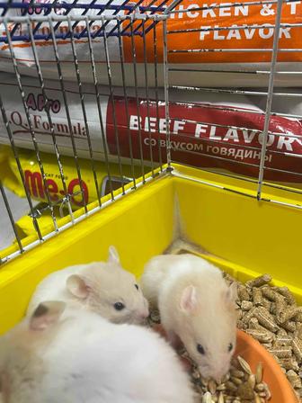 Продам хомяков сирийских