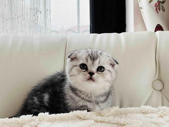 Шотландские котята. Скотиш фолд. Вислоухие котята. Шотландские вислоухие