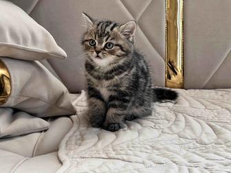 Шотландские котята. Скотиш страйт. Прямоухие котята. Мальчики. Котята