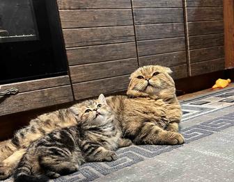 Шотландские котята. Скоттиш страйт. Прямоухие котята. Мальчики. Котята