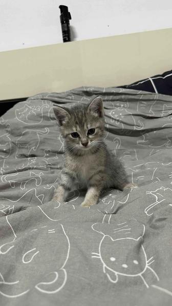 Отдадим котят в добрые руки