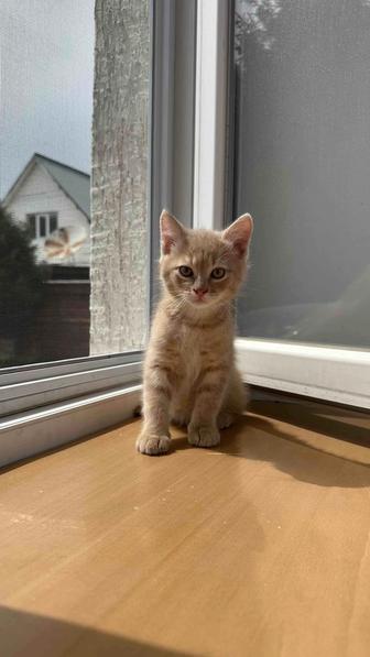 Отдадим котят в добрые руки