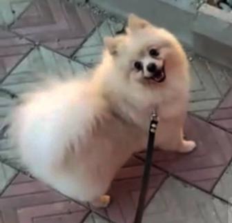 Продам шпица 3 года