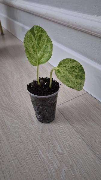 Отростки растений