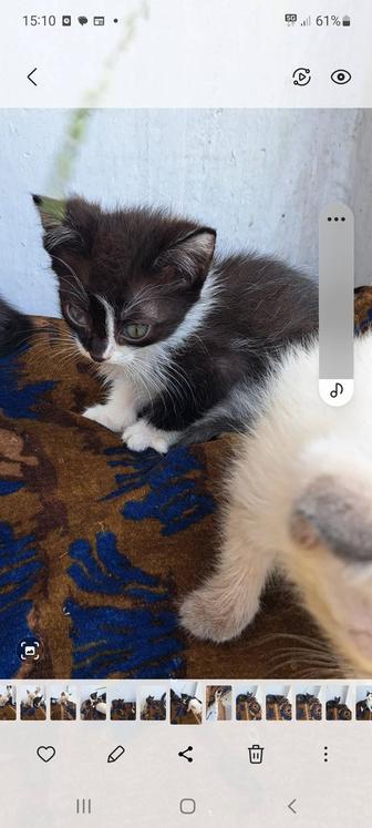 Отдам котят в добрые руки