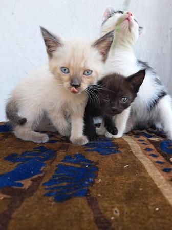 Отдам котят в добрые руки