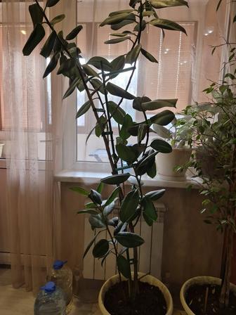 Продам Фикус каучуконосный