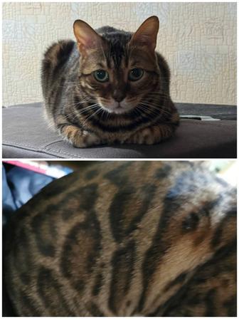 Бенгальская кошка в добрые руки