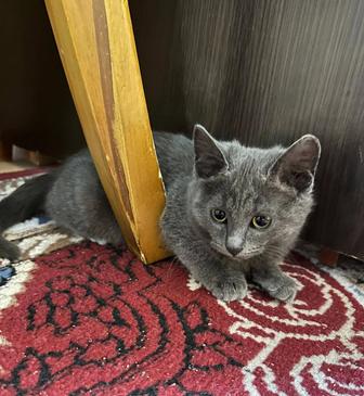 Отдам котенка