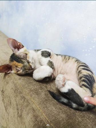 Очаровательные котята, сфинкс!