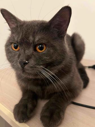 Потерялся кот