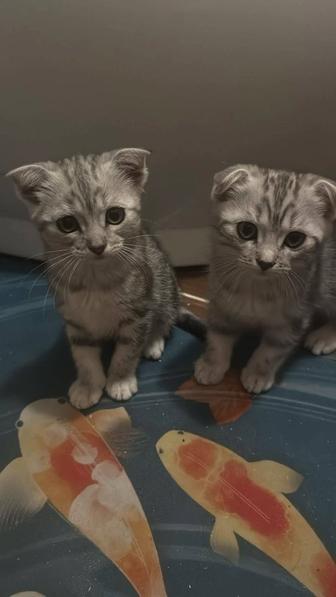 Продаются котята шотландские вислоухие
