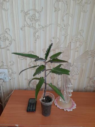 Каланхоэ лечебный продам