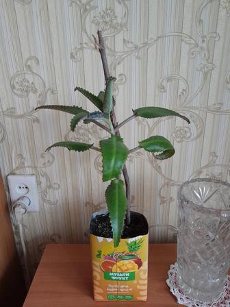 Каланхоэ лечебный продам