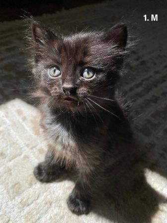 Котят в хорошие руки