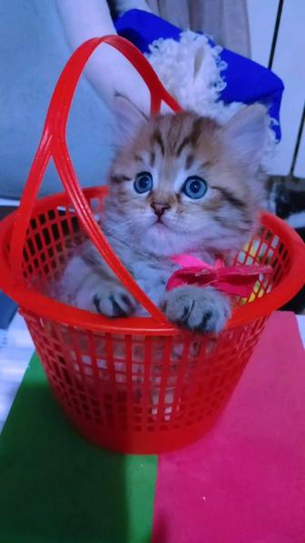 Котенки