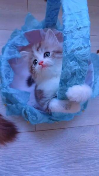 Котенка шотландский девочка пушистый мягкиий к лотку приучены, 15 мес.