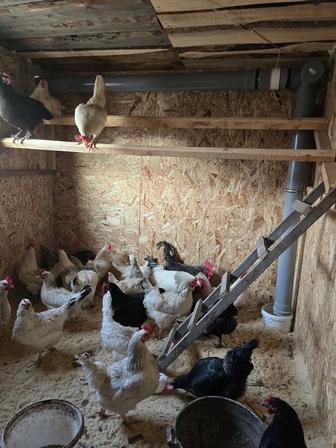 Продам кур несушек