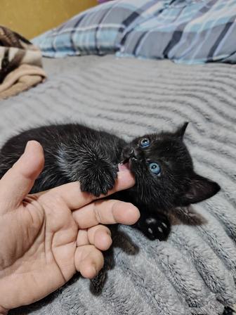 Котята скотиш страйт