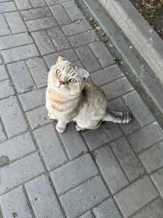 Котик в добрые руки