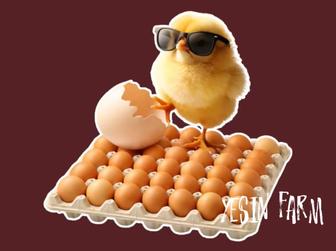 Ломан браун инкубационные яйца несушки сильный молодняк