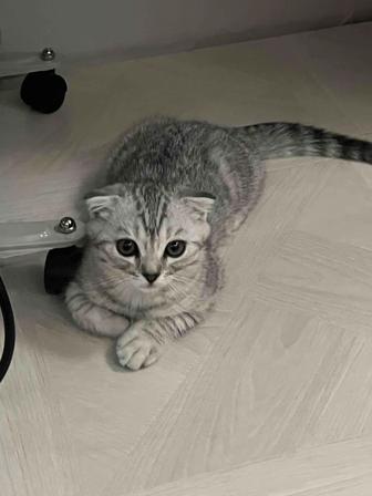 Шотландский котенок