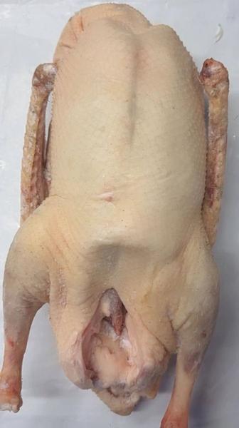 Домашние гуси породы Линда