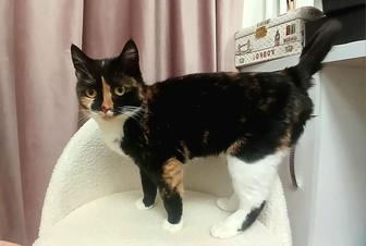 Кошечки ищут дом