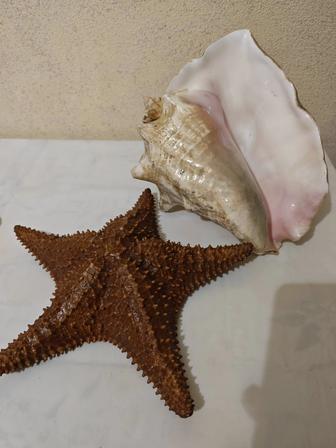 Ракушка и звезда