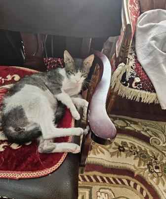 Животные кошки