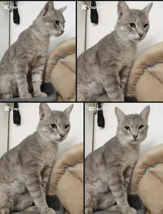 Котик ищет дом