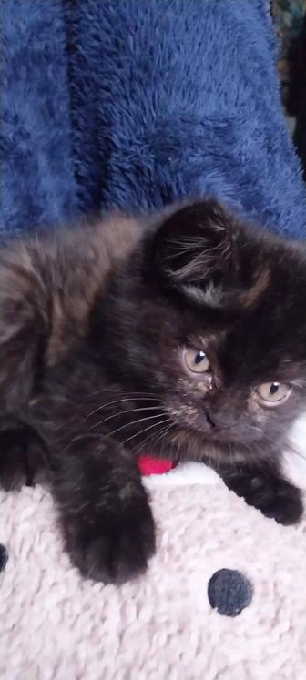 Маленькая кошечка.