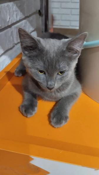 Животные кошки