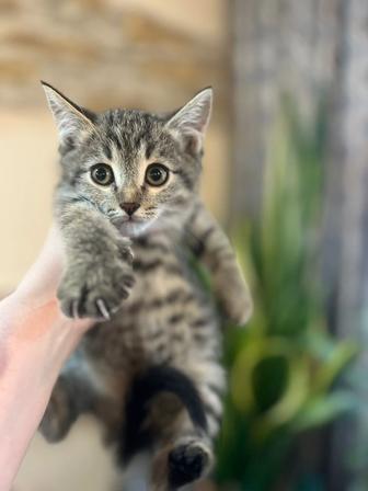 Отдам котят в хорошие руки