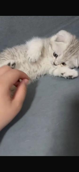 Веслоухий котенок 1,5 месяца к лотку приучен , умный, игривый