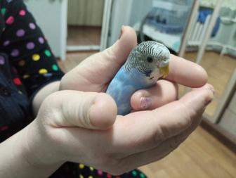 Продаются волнистики домашние