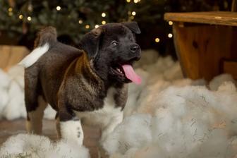 ЕСЛИ ВАМ НУЖЕН ВЫСОКОПОРОДНЫЙ ЩЕНОК АМЕРИКАНСКОЙ АКИТЫ,TO ВАМ К НАМ!!