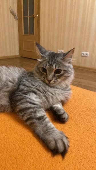 Отдам сибирскую кошку в хорошие руки
