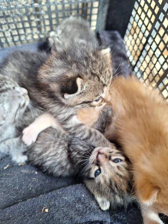 Котята в добрую руки 2мальчик,2девочки