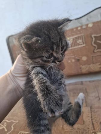 Котята ищут дом