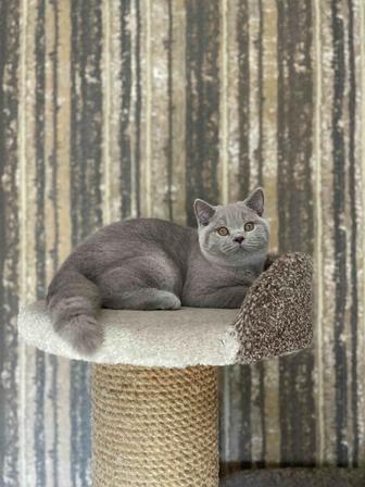 Британский Котенок