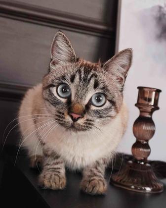 Кошка в хорошие руки