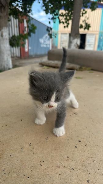 Котенок